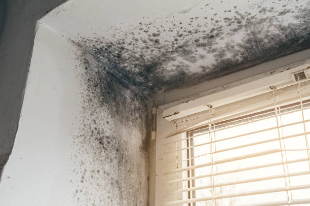 Affordable Commercial Mold Remediation solutions in New Park, PA